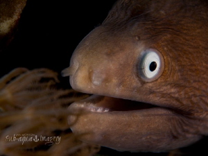 Small White Eyed Moray.  Taken With Olympus EM-1 with 12-... by Jan Morton 